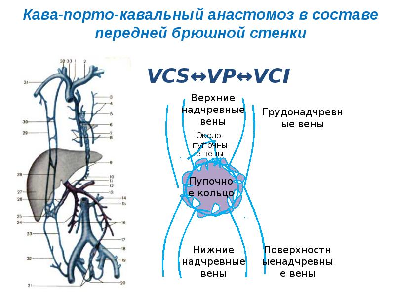 Венозные анастомозы анатомия