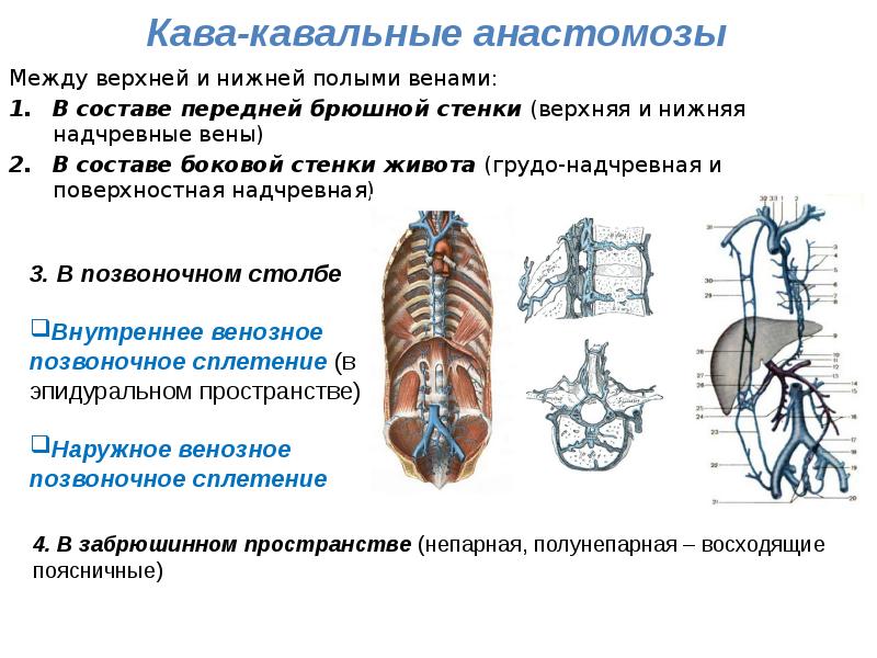 Венозные анастомозы анатомия