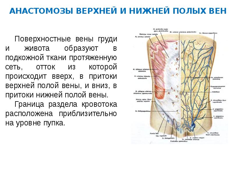 Венозные анастомозы презентация