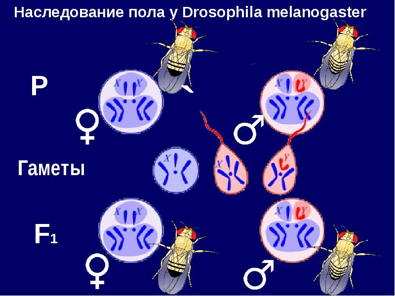 Наследование признаков с полом