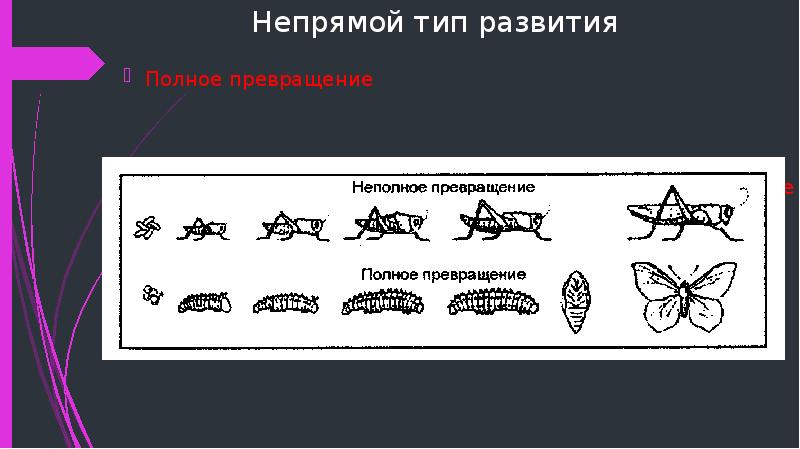 Установи соответствие между способом непрямого развития