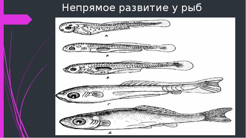 Тип развития щуки. Онтогенез рыб. Эмбриональный период развития рыб. Непрямое развитие рыб. Онтогенез у рыба‑прилипала.