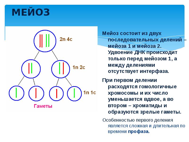 Два деления мейоза. Мейоз 1 деление 2 деление. Мейоз 1 редукционное деление. Этапы мейоза 1. Мейоз 2.