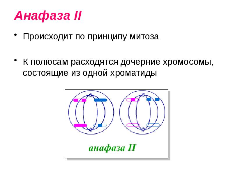 Мейоз анафаза 2 набор хромосом. Анафаза дочерние хромосомы. В анафазе митоза происходит расхождение дочерних хромосом. Дочерние хроматиды. Анафаза мейоза 2 и анафаза митоза.