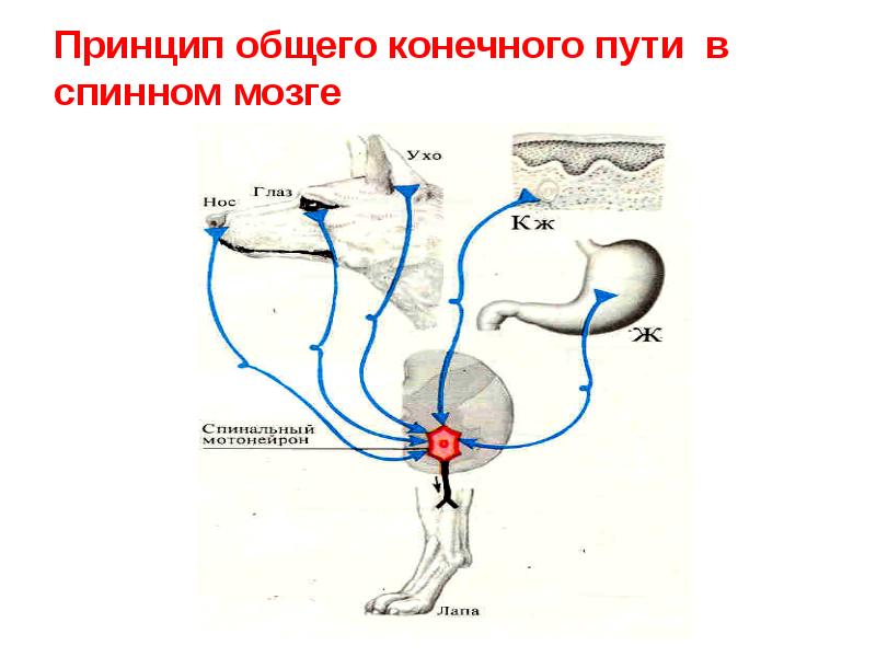 Принцип общего конечного пути в спинном мозге Принцип общего конечного пути в спинном мозге
