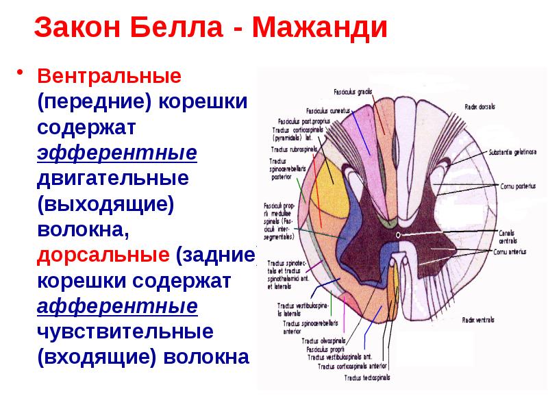 Закон Белла - Мажанди
Вентральные (передние) корешки содержат эфферентные двигательные (выходящие) Закон Белла - Мажанди
Вентральные (передние) корешки содержат эфферентные двигательные (выходящие)