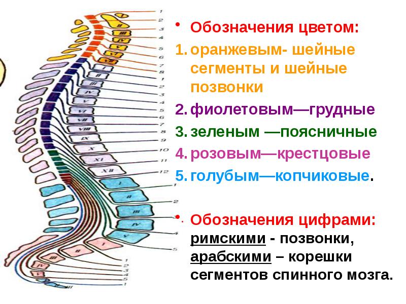 Обозначения цветом:
Обозначения цветом:
оранжевым- шейные сегменты и шейные позвонки
фиолетовым—грудные
Обозначения цветом:
Обозначения цветом:
оранжевым- шейные сегменты и шейные позвонки
фиолетовым—грудные