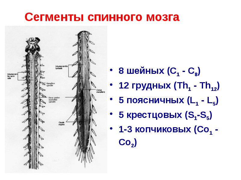 Сегменты спинного мозга
8 шейных (C1 - C8)
12 грудных Сегменты спинного мозга
8 шейных (C1 - C8)
12 грудных