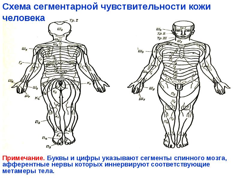 Схема сегментарной чувствительности кожи человека
Примечание. Буквы и цифры указывают сегменты Схема сегментарной чувствительности кожи человека
Примечание. Буквы и цифры указывают сегменты
