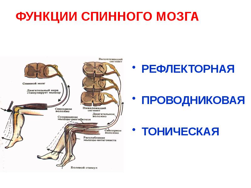 Функции спинномозгового мозга. Рефлекторная функция спинного мозга физиология. Строение спинного мозга рефлекс. Характеристика рефлекторной функции спинного мозга. Рефлекторные и проводниковые функции спинного мозга физиология.
