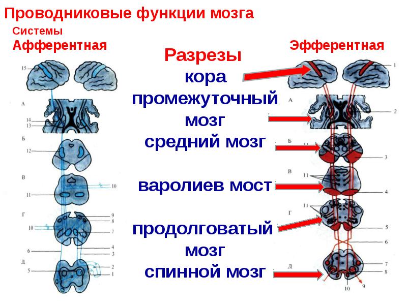 Проводниковые функции мозга
Системы
Афферентная Проводниковые функции мозга
Системы
Афферентная