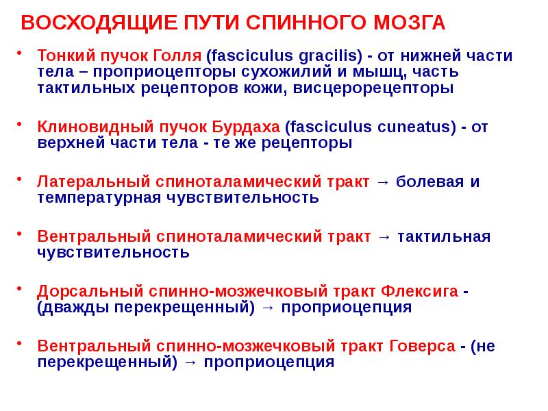 ВОСХОДЯЩИЕ ПУТИ СПИННОГО МОЗГА
Тонкий пучок Голля (fasciculus gracilis) - от ВОСХОДЯЩИЕ ПУТИ СПИННОГО МОЗГА
Тонкий пучок Голля (fasciculus gracilis) - от