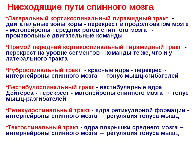 Нисходящие пути спинного мозга
Латеральный кортикоспинальный пирамидный тракт - двигательные зоны Нисходящие пути спинного мозга
Латеральный кортикоспинальный пирамидный тракт - двигательные зоны