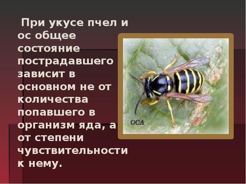 Укусы насекомых сообщение. Укусы насекомых и защита от них. Презентация на тему укусы насекомых. Жалящие насекомые доклад.