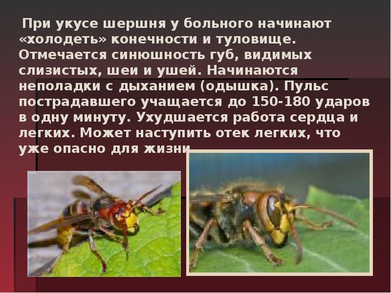 Укусы насекомых сообщение. Укусы насекомых и защита от них. Укусы ядовитых насекомых. Презентация на тему укусы насекомых. Защита от жалящих насекомых.