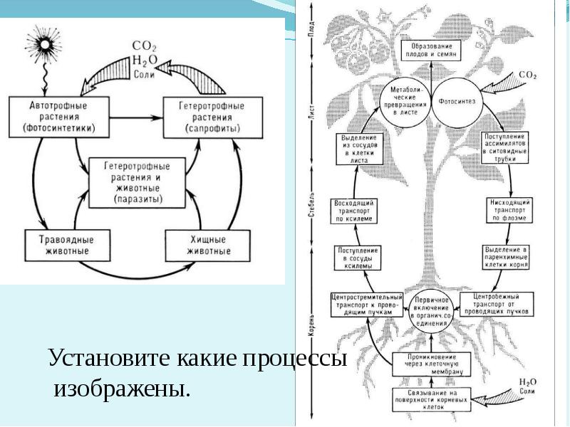 Биогеохимический цикл азота схема