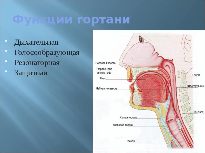 Гортань и пищевод схема