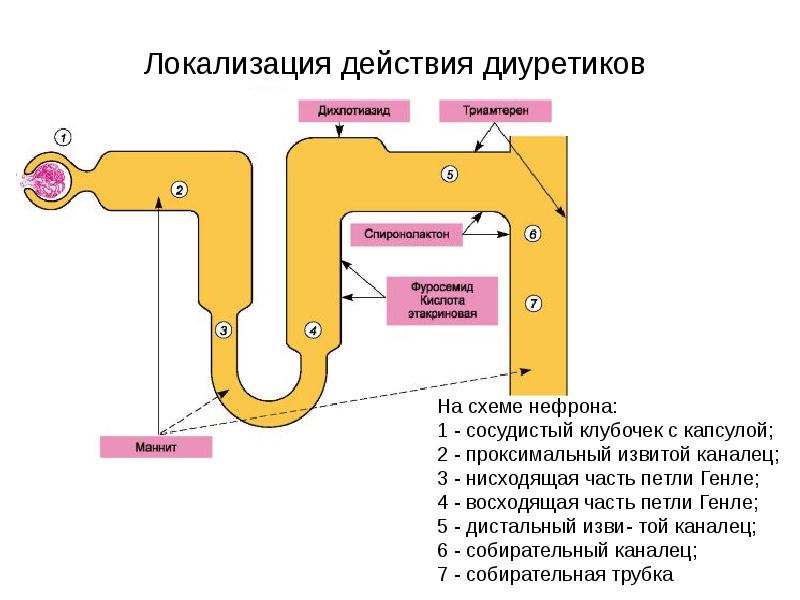 Мочегонные препараты презентация