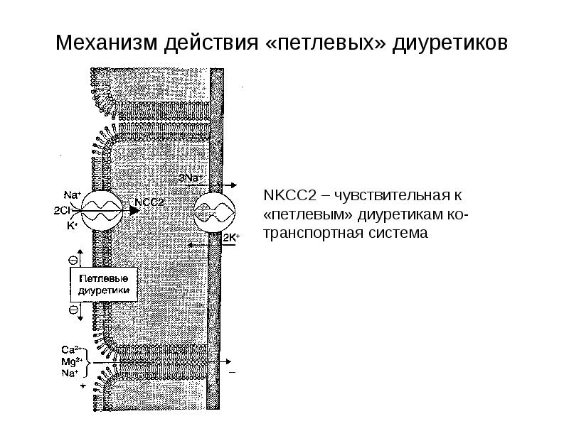 Петлевые диуретики презентация