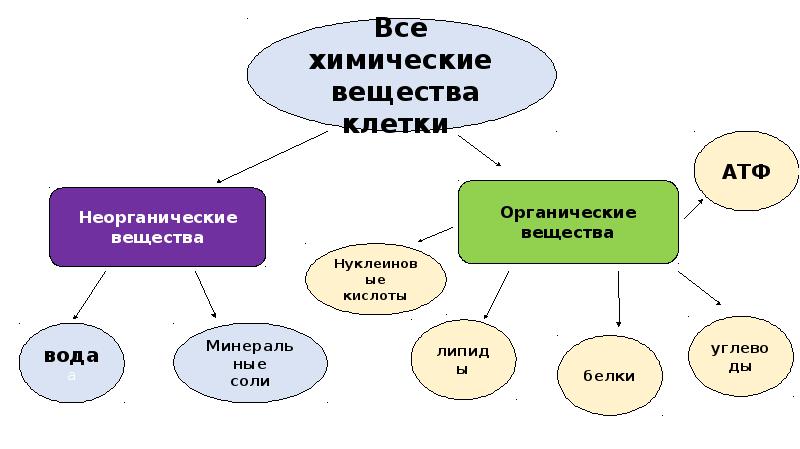 Заполни схему неорганические вещества клетки используя предложенные термины