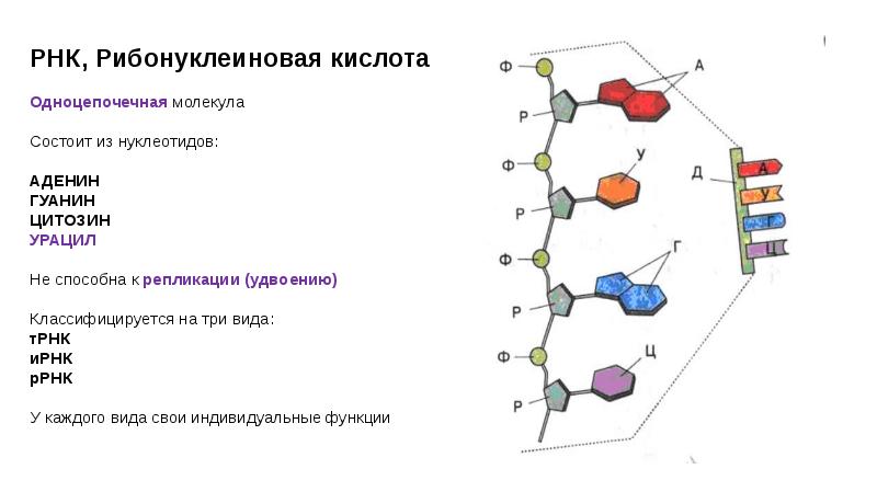 Днк содержит нуклеотид урацил. РНК рибонуклеиновая кислота. Рибонуклеиновая кислота строение. Химический состав рибонуклеиновой кислоты РНК. РНК одноцепочечная молекула.