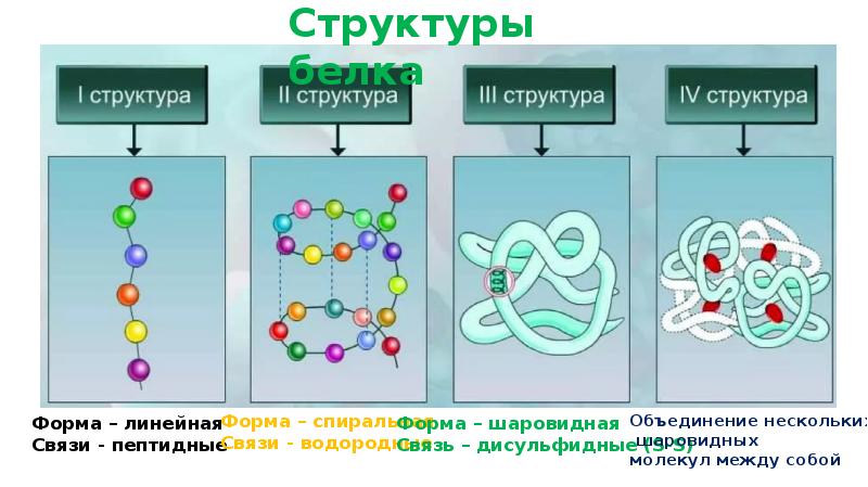 Химический состав клетки 5 класс биология презентация