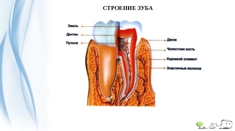 Строение зуба человека фото с описанием