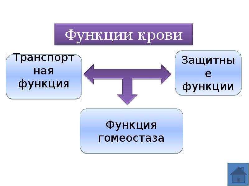 Функции гомеостаза транспортная.