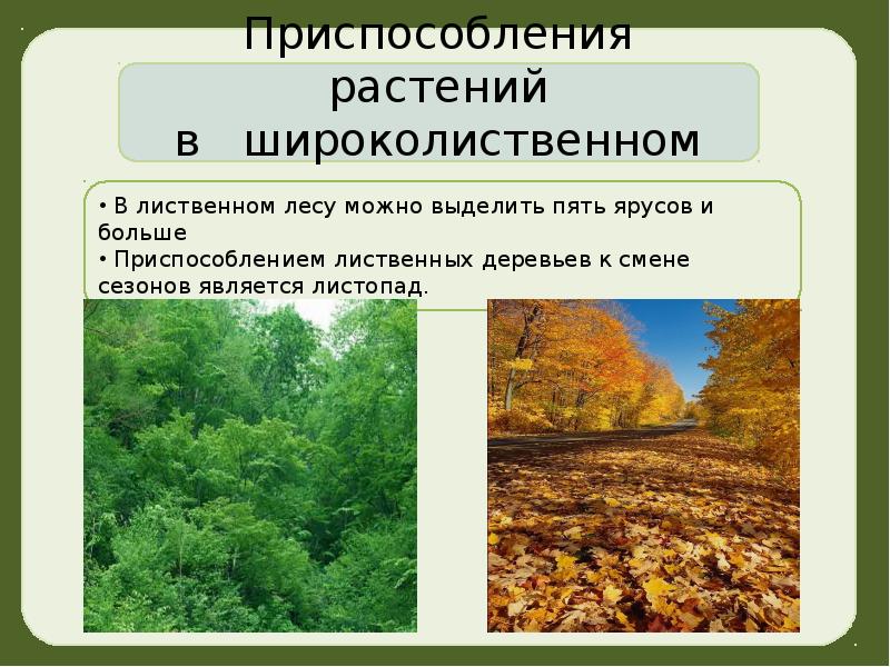 Растения 5 яруса. Растения 5 яруса. Кукушкин лен ярус. Ярусность древостоя леса. Растения 5 яруса.
