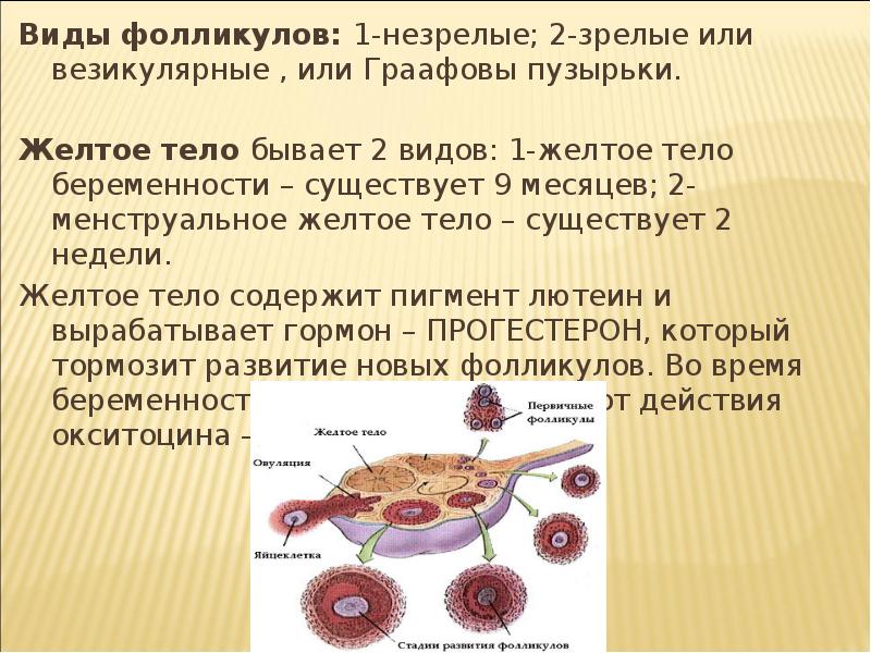 Какими бывают женские половые органы фото