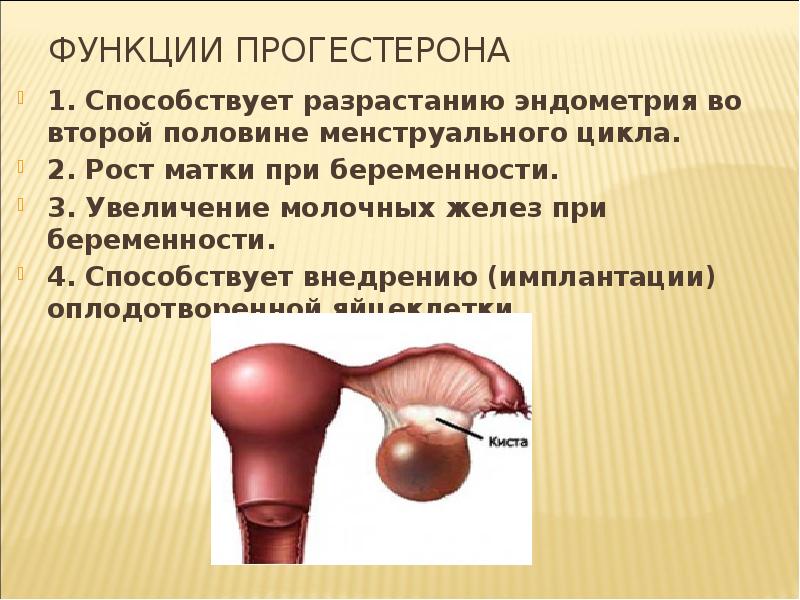 Женские половые органы фото и описание
