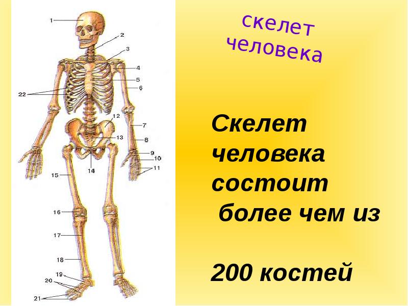 Кости человека презентация