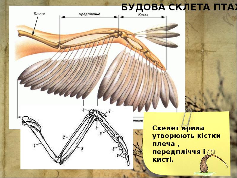 Части тела птицы которые являются рычагами презентация