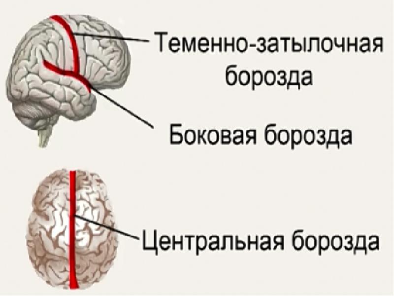 Функции продолговатого мозга моста мозжечка. Функции моста и мозжечка. Мост мозга функции. Строение моста мозга. Строение моста и мозжечка.