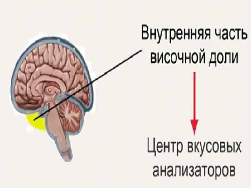 Функции мозжечка презентация