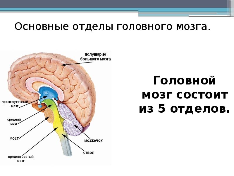 Мост мозга функции. Продолговатый мозг и мост.