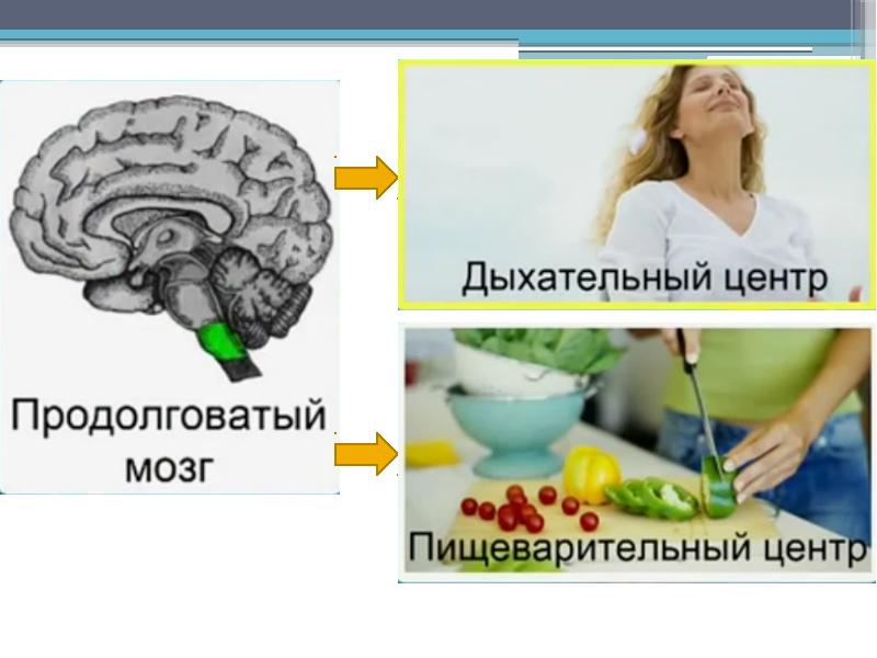 Презентация по теме продолговатый мозг