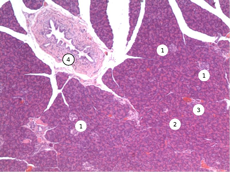 Поджелудочная железа гистология презентация