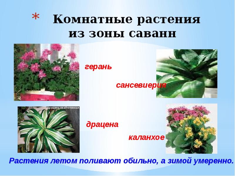 Растительный и животный мир тропического пояса презентация