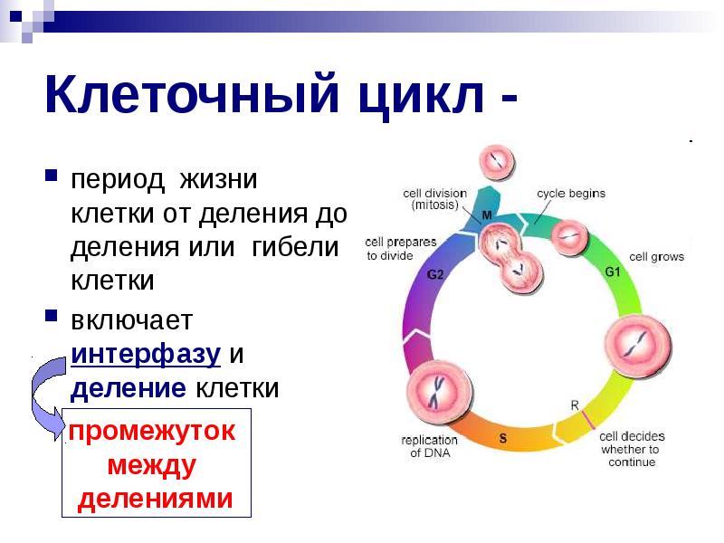 В какой период жизни клетки происходит процесс изображенный на рисунке