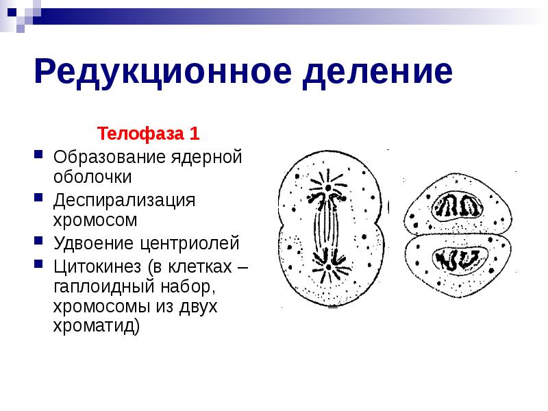 Деспирализация хромосом рисунок