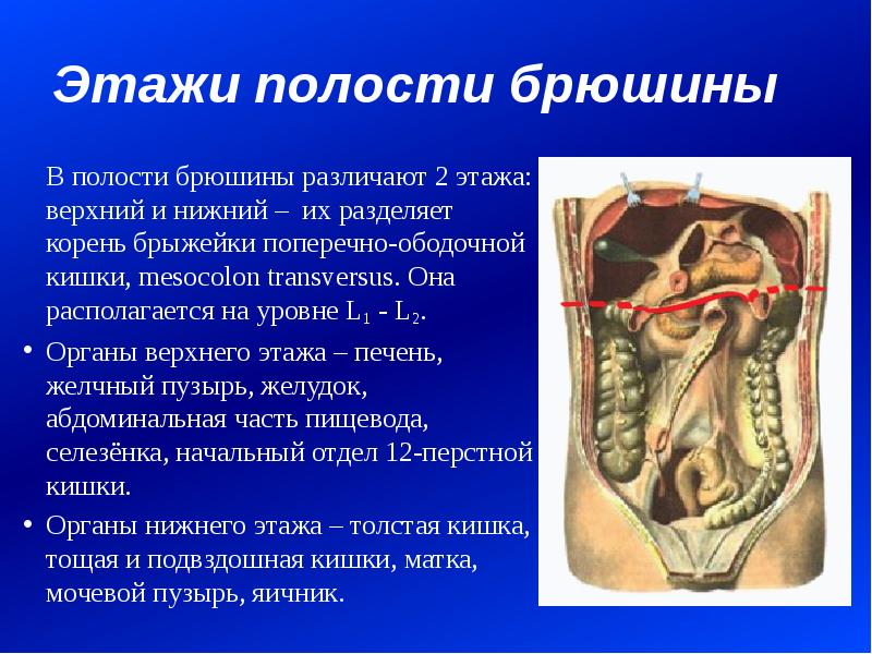 Этажи полости малого таза. Брюшинный отдел таза. Ход …