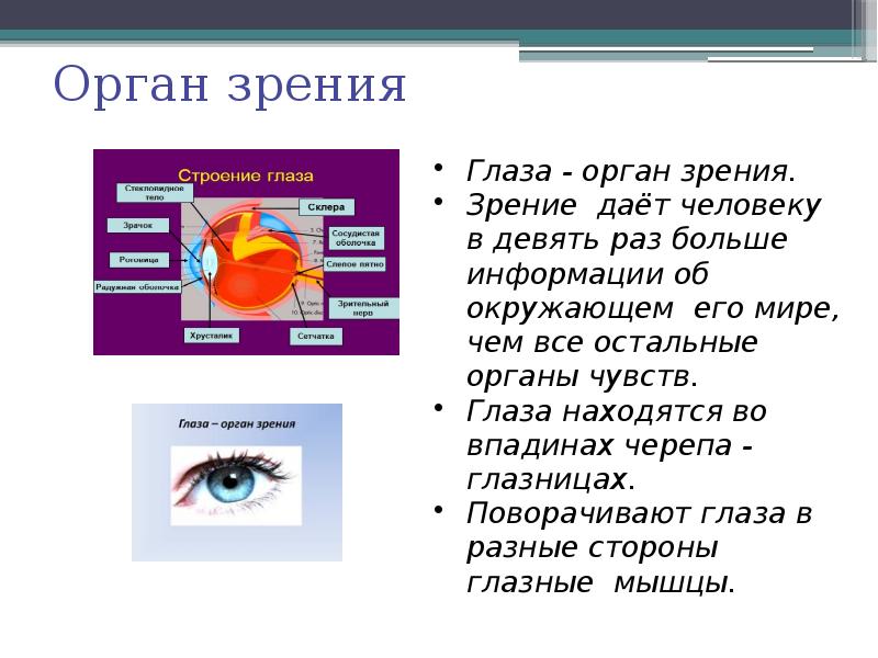 Органы чувств это. Органы чувств презентация. Органы чувств доклад. Органы чувств рабочий лист. Органы чувств в искусстве.