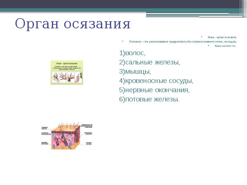 Кожа орган осязания 3 класс проект