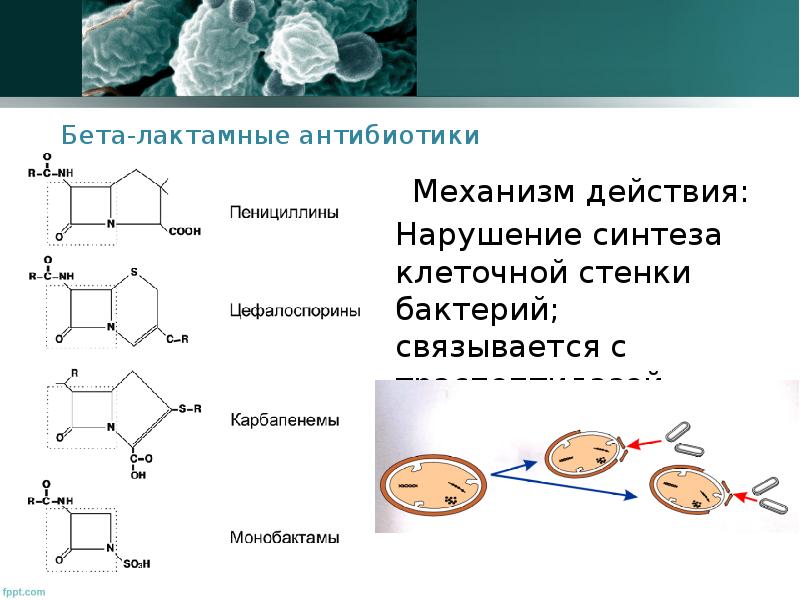 Антибиотики нарушающие синтез микробной стенки