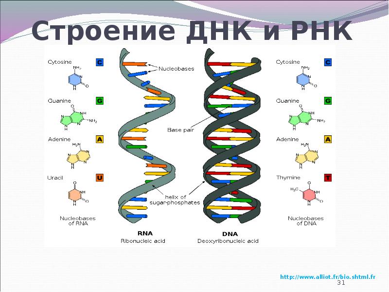 Схема строения днк и рнк схема