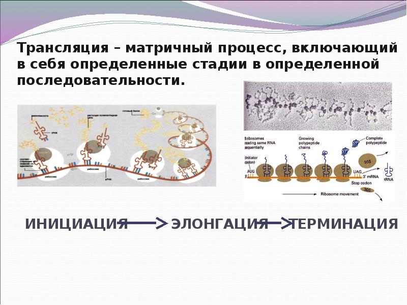 Рассмотрите рисунок с изображением одного из процессов матричного синтеза и определите процесс