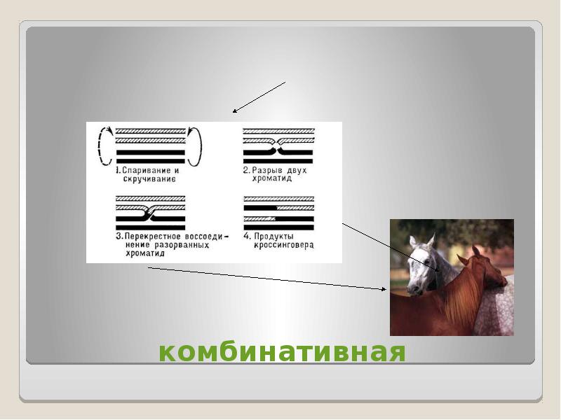 Виды изменчивости биология 10 класс презентация