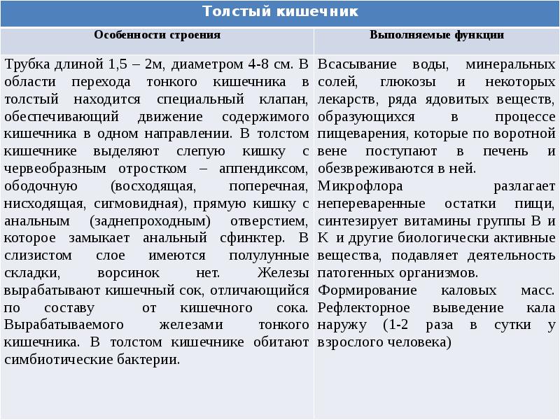 Строение тонкого и толстого кишечника таблица. Особенности строения тонкого кишечника. Сравнительная таблица тонкая и толстая кишка. Толстый кишечник особенности строения.