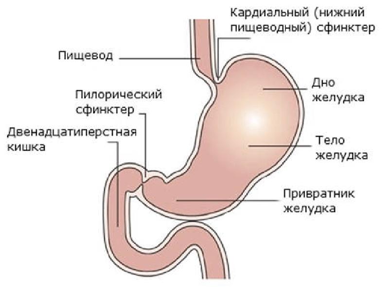 Закрытие сфинктера. Пилорический отдел желудка анатомия. Кардиальный и пилорический отделы желудка. Строение желудка привратник. Кардиальный сфинктер желудка строение.